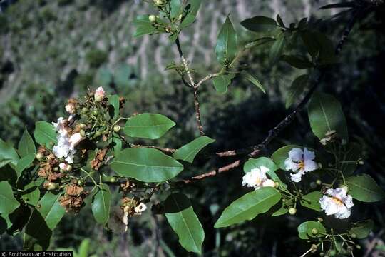 Image of Haitian catalpa