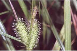 Image of shallow sedge