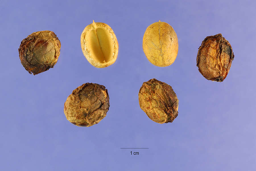 Image de Calycocarpum lyonii (Pursh) Nutt. ex A. Gray