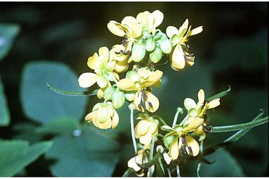 Image of Maryland senna