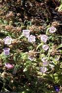 Image of Canterbury Bells