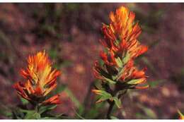 Image of giant red Indian paintbrush