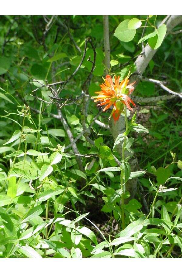 Image of giant red Indian paintbrush