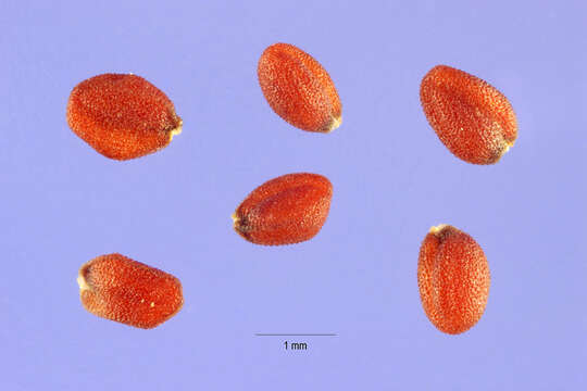 Image of littlepod false flax