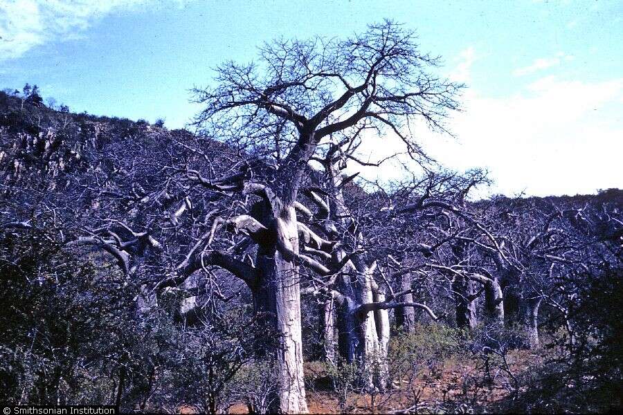 Image of African Baobab