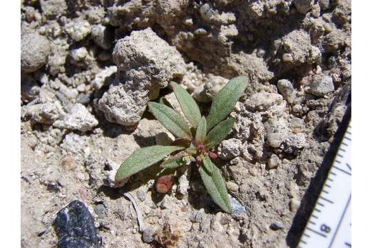 Eremothera minor (A. Nelson) W. L. Wagner & Hoch resmi