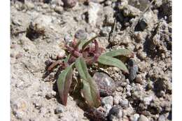 Eremothera minor (A. Nelson) W. L. Wagner & Hoch的圖片