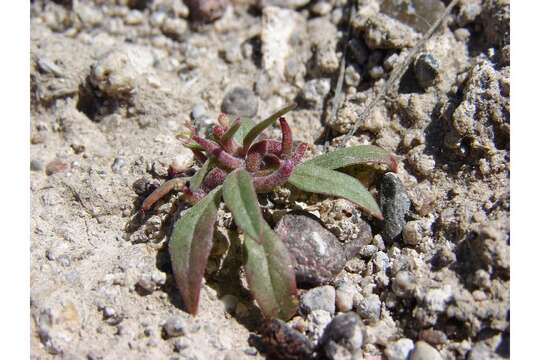 صورة Eremothera minor (A. Nelson) W. L. Wagner & Hoch