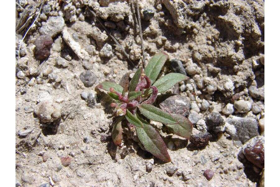 Eremothera minor (A. Nelson) W. L. Wagner & Hoch的圖片