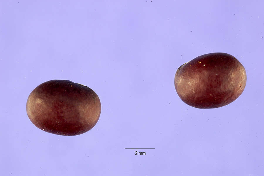 Слика од Caragana microphylla Lam.