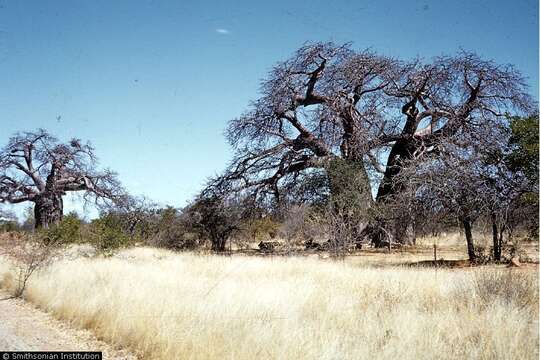 Image of African Baobab