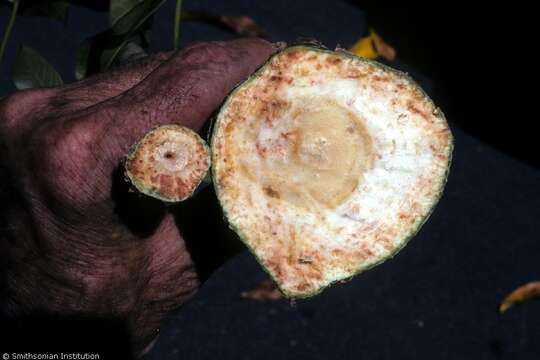 Image of African Baobab