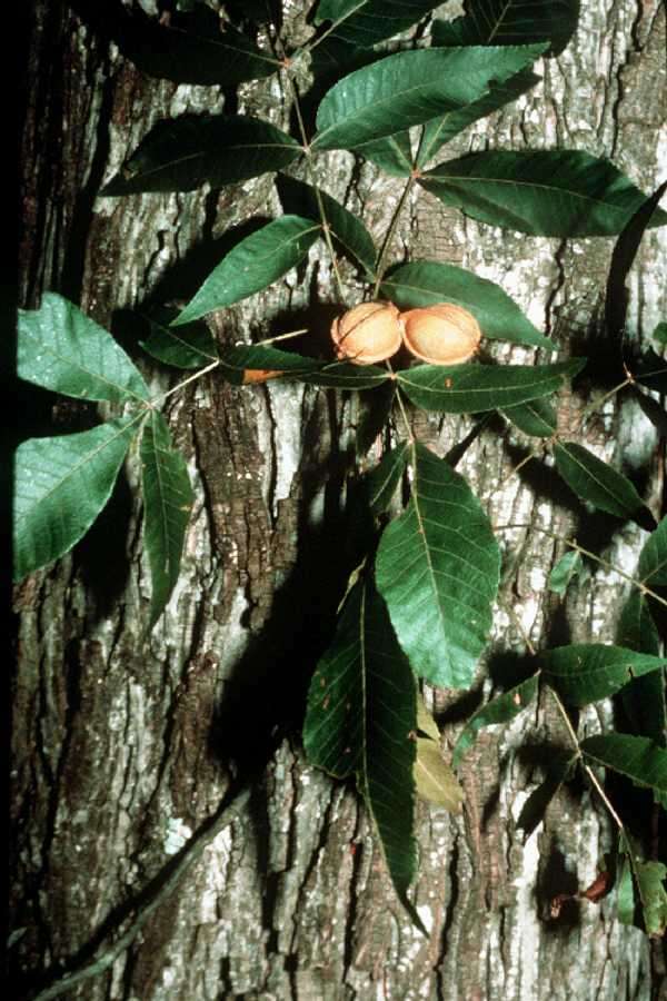 Image of nutmeg hickory