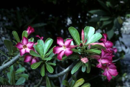 Image of desert rose