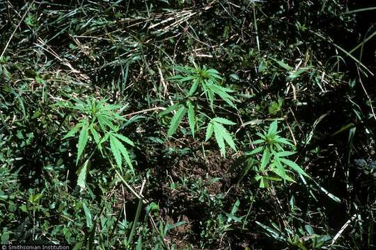 Image of hemp