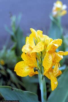 Image of canna lilies