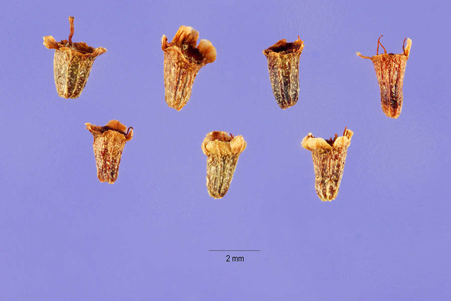 Imagem de Adenostoma fasciculatum Hook. & Arn.