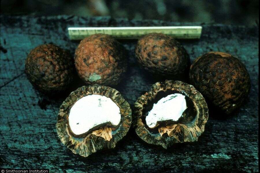 Image of souari nut