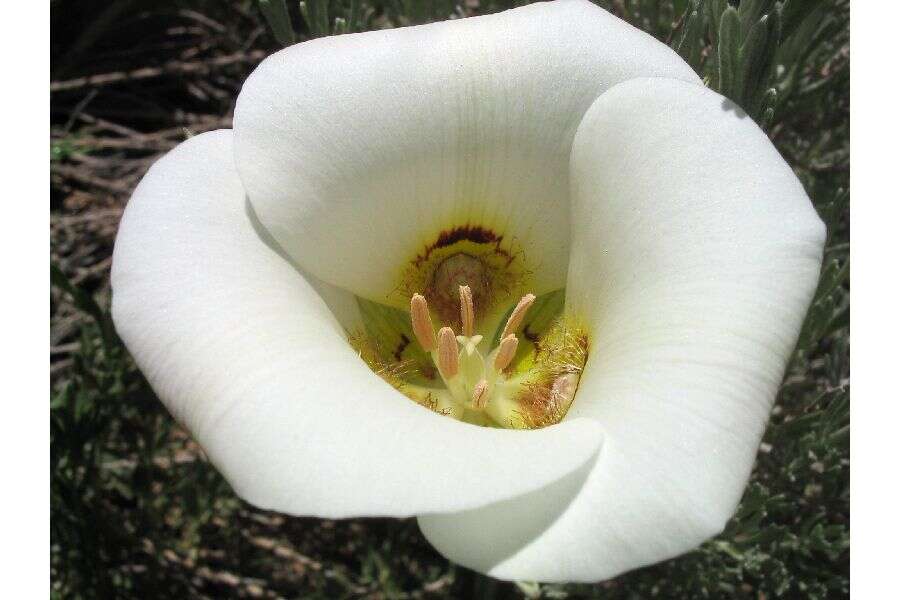 Image of sego lily