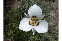 Image of sego lily