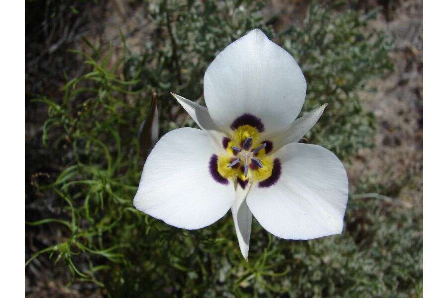 Image of sego lily