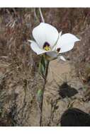 Image of sego lily