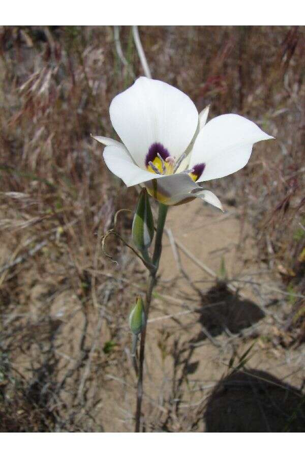 Image of sego lily