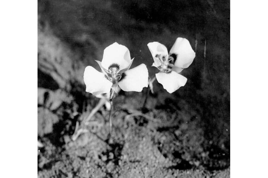 Image of sego lily