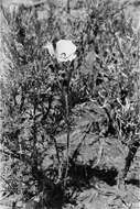 Image of sego lily