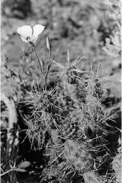 Image de Calochortus nuttallii Torr.