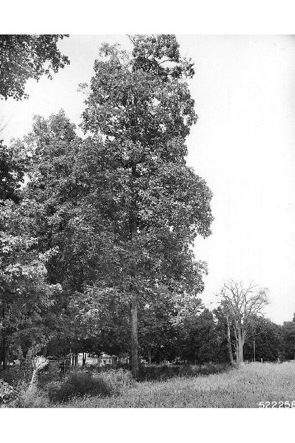 Image of shagbark hickory