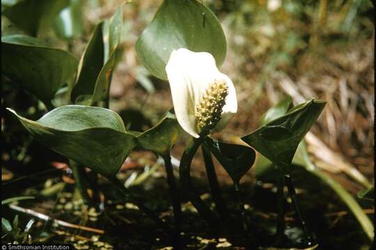 Image of callalily