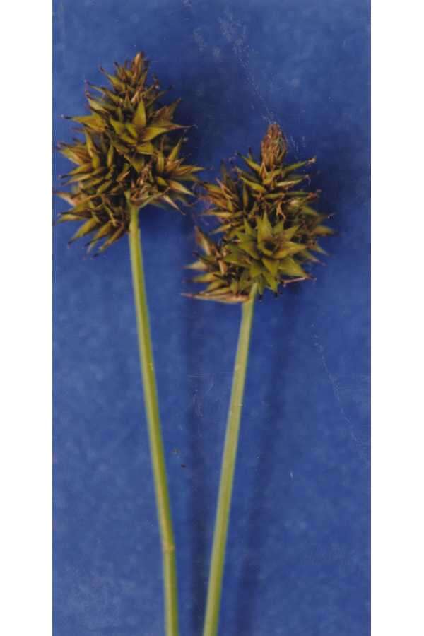 Image of Thick-Head Sedge