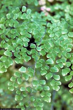 Image of maidenhair fern