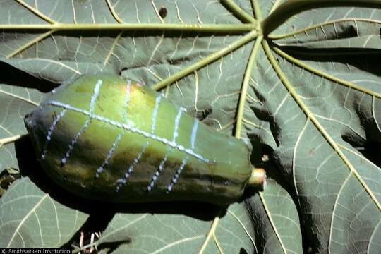 Image of papaya