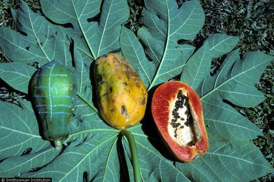 Image of papaya