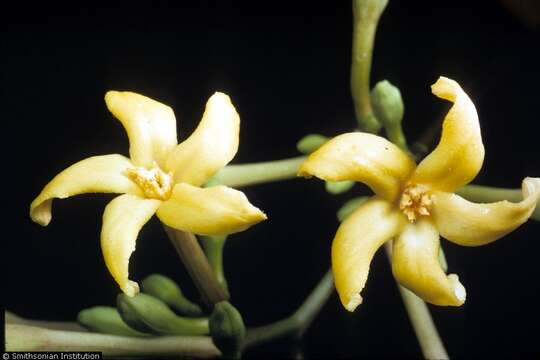 Image of papaya