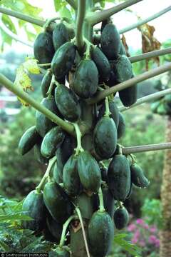 Image of papaya