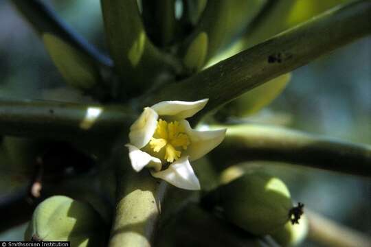 Image of papaya