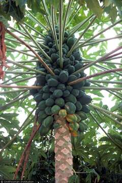 Image of papaya