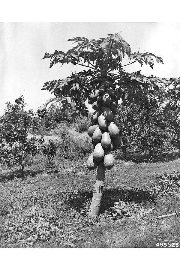 Image of papaya