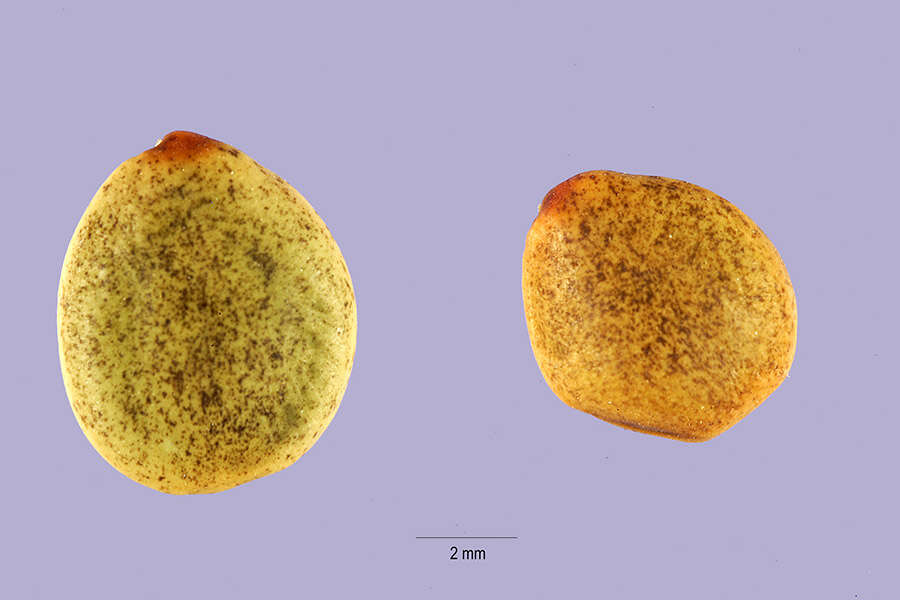 Image de Caesalpinia pauciflora (Griseb.) C. Wright