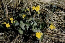 Image of Marsh-marigold