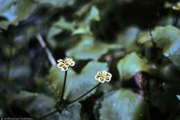 Image of Marsh-marigold