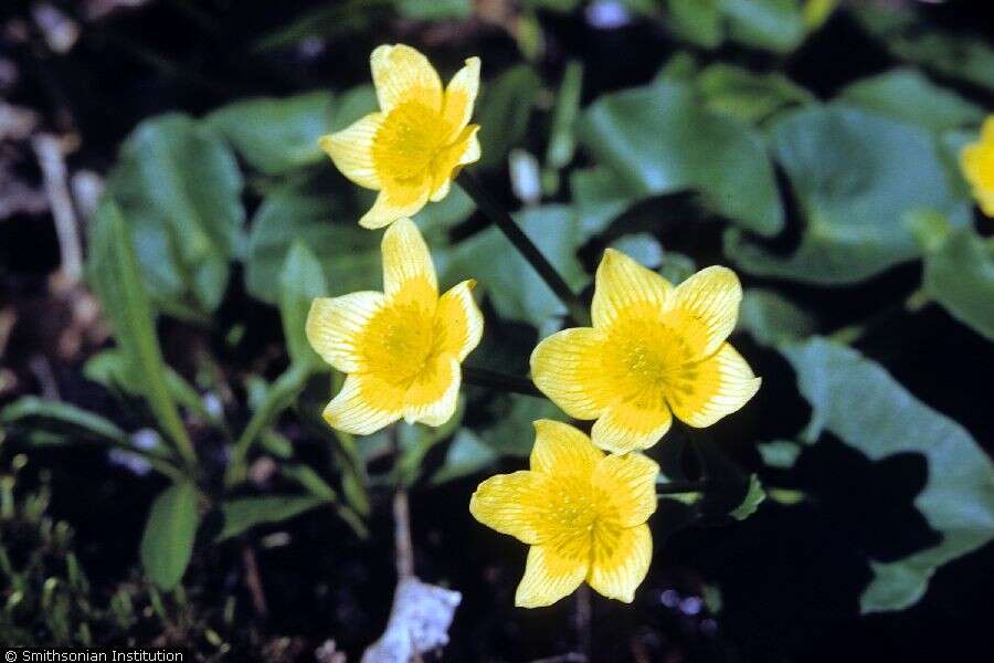 Image of Marsh-marigold