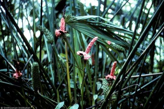 Image of Panama Hat Plant