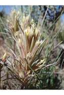 Слика од Castilleja pallescens var. inverta (A. Nels. & J. F. Macbr.) Edwin