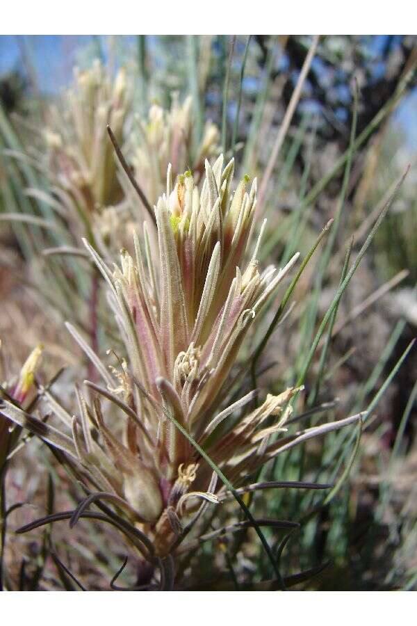 Image of pale Indian paintbrush