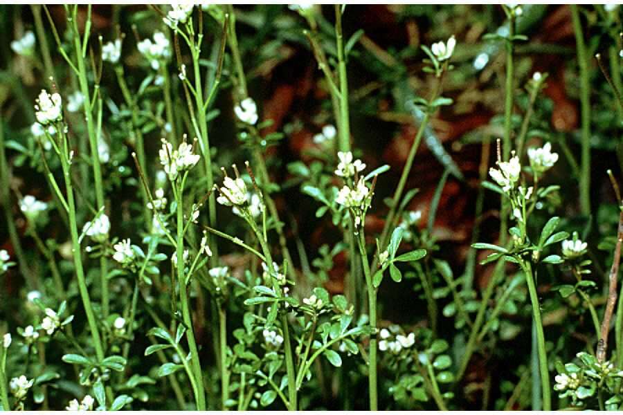 Image of Pennsylvania bittercress