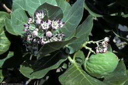 Image of roostertree